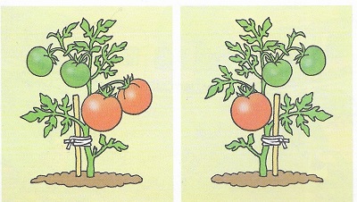 Сравни рисунки. Где помидоров больше?